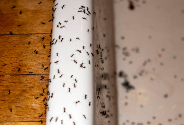 Best Emergency Pest Control  in Pleasantville, IA